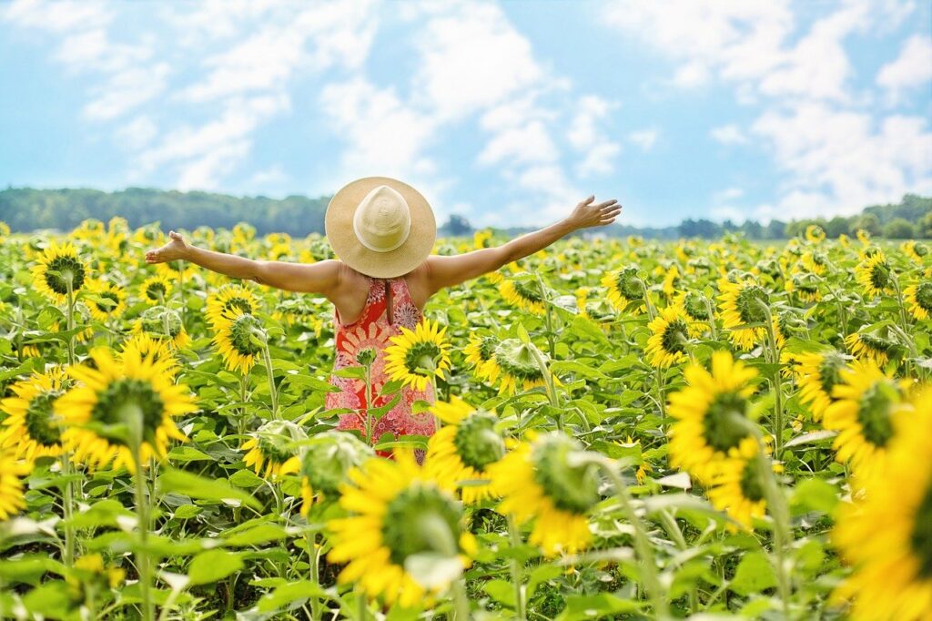 sunflowers, field, woman